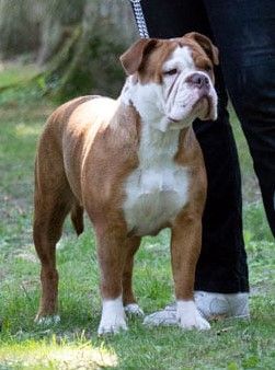NomisBulldogOlympia
